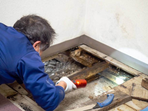 Best Industrial Mold Remediation in San Diego, TX
