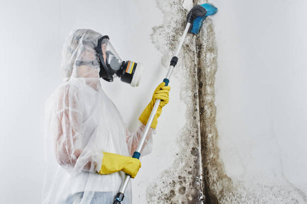 Professional Mold Remediation in San Diego, TX
