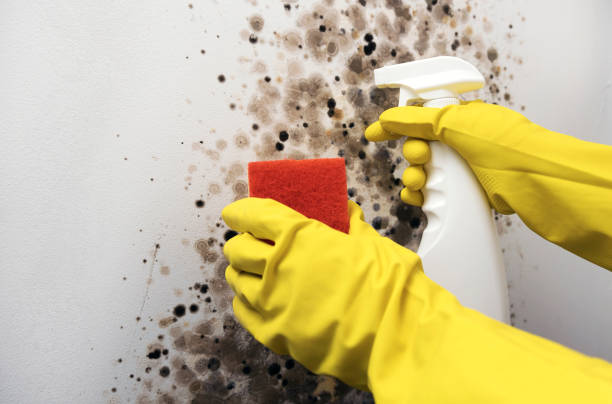 Best Commercial Mold Remediation in San Diego, TX
