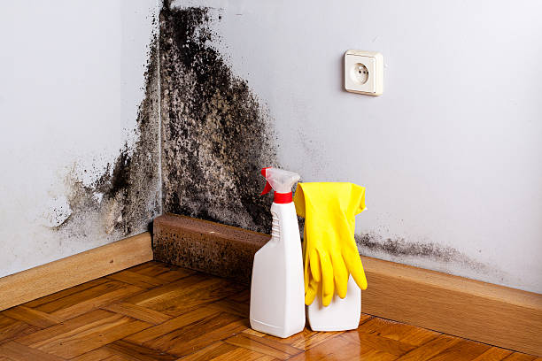 Best DIY Mold Remediation Support Services in San Diego, TX